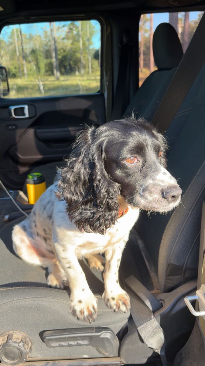 Dolly, English Cocker Spaniel
