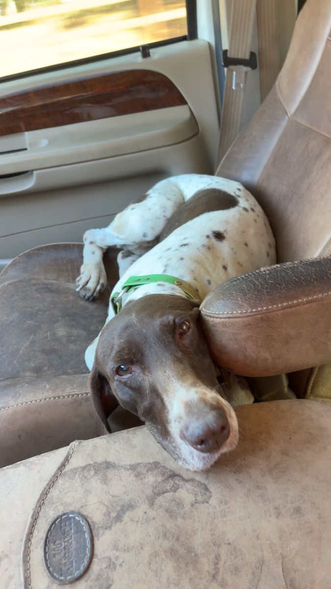 Dottie, German Shorthaired Pointer