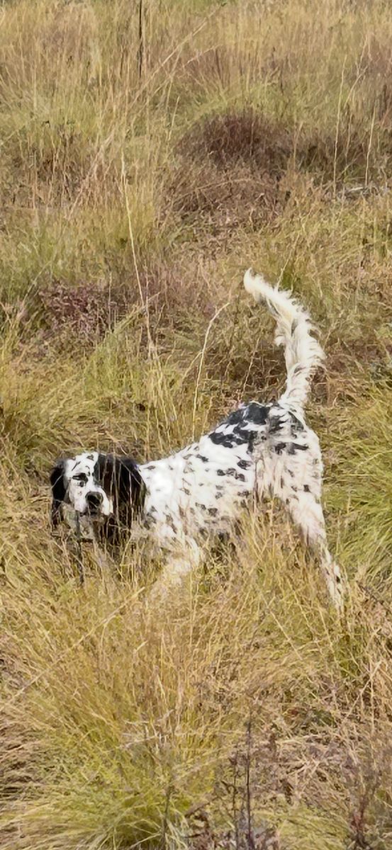 Lucky, English Setter