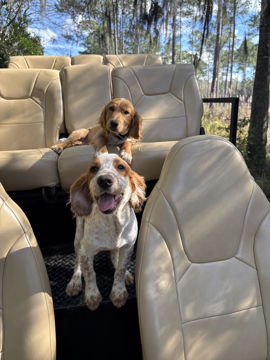 Todd & Copper, English Cocker Spaniels