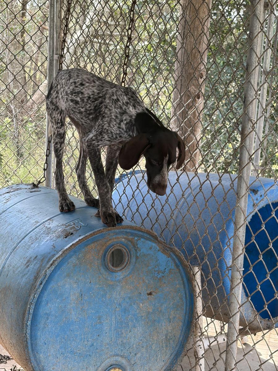 Trouble, German Shorthaired Pointer