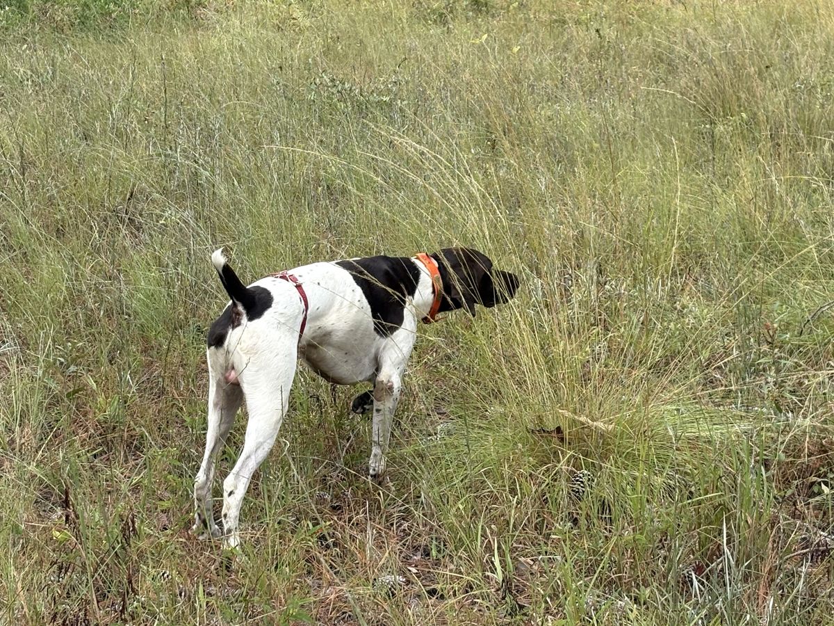 Yeager, German Shorthaired Pointer