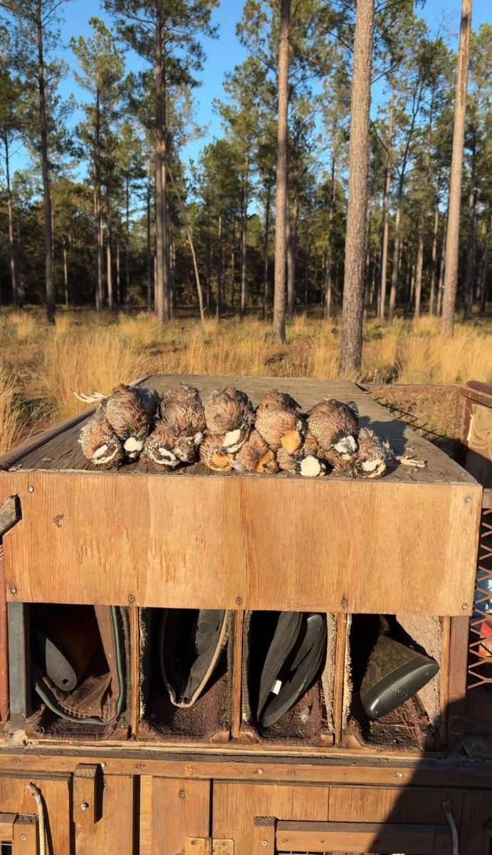 The day’s bobwhites on the dog box under longleaf pines