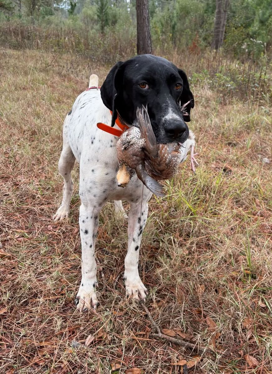 Pointer bringing back a bobwhite