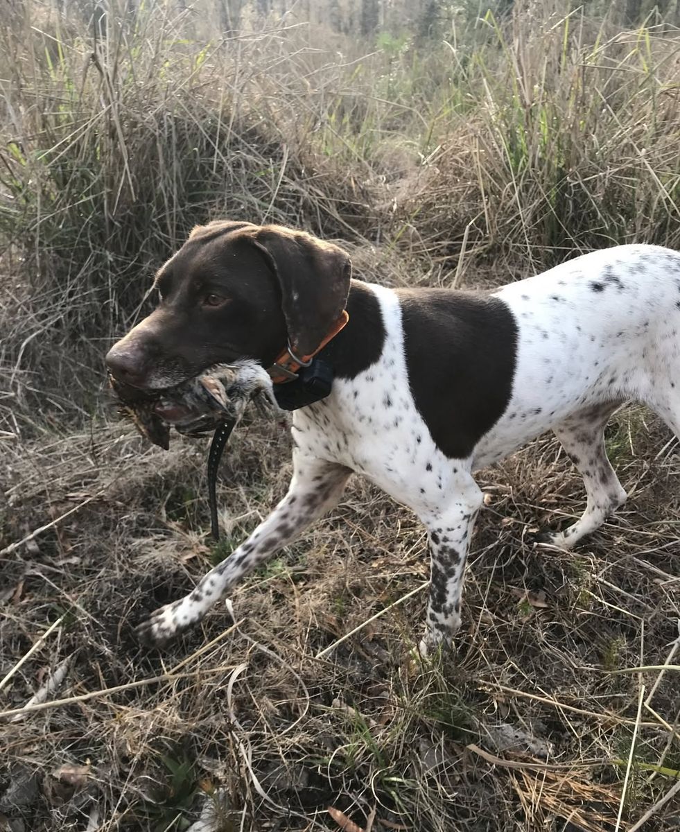 Pointer retrieving a bobwhite quail through the grass