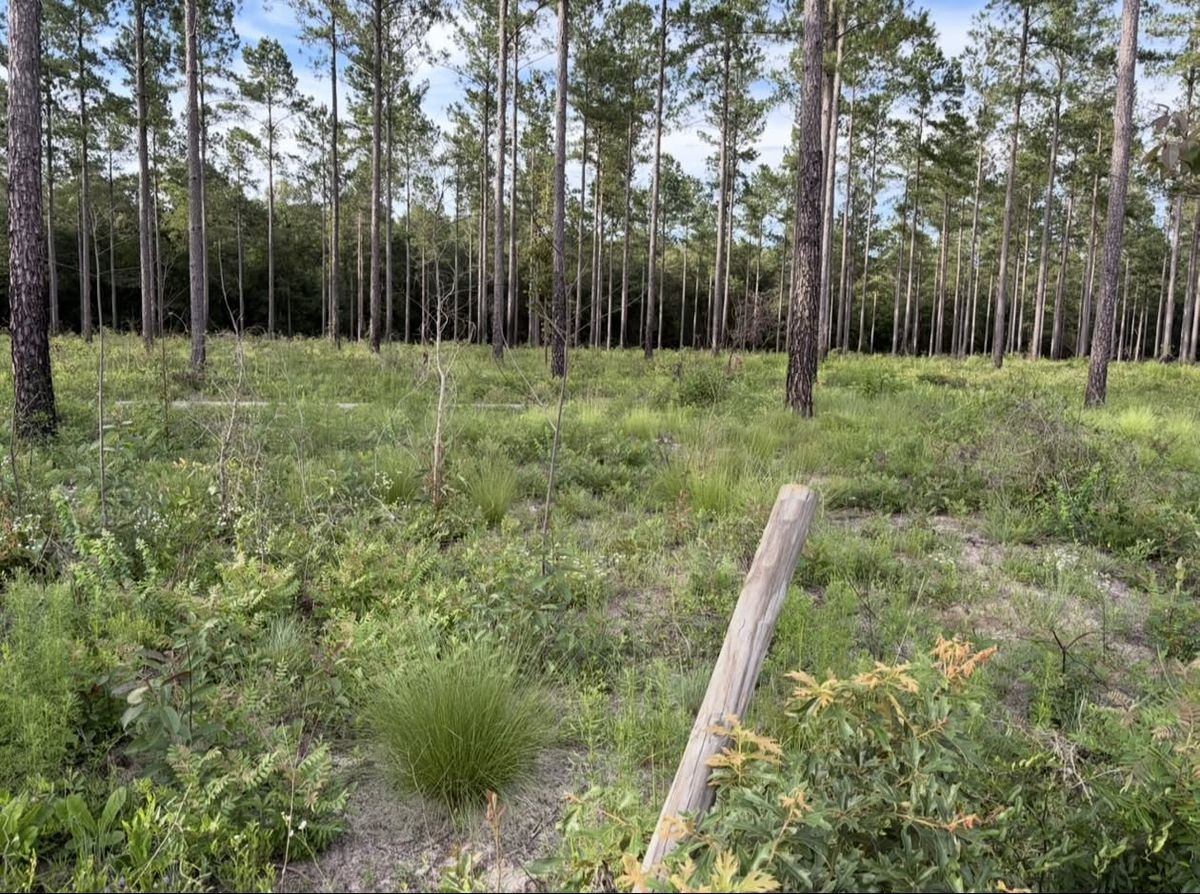 Open longleaf pine woods at Sandy Hill